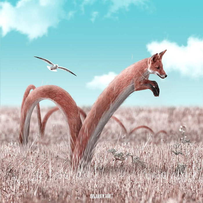 Fox